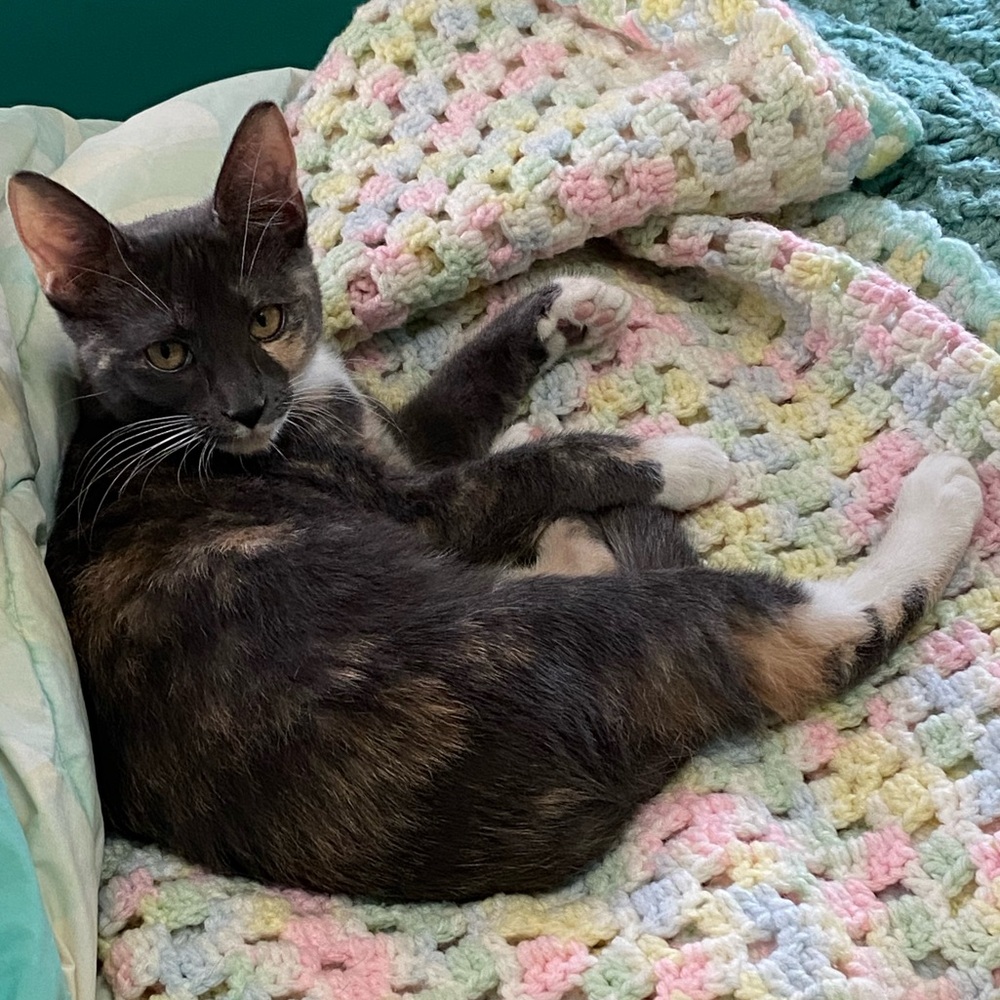 ❤️🐱OPEN TO TRADES AND BUNDLES❤️🐱